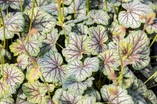 50 HEUCHERA AMERICANA CORAL BELLS Dale's Strain American Alumroot Flower Seeds