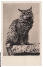 CAR-AELP18-1007-CHATS - Un