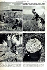 Old Vintage Print 1951 Harvest Flowers Kenya Pyrethrum Insecticide Blooms 20th