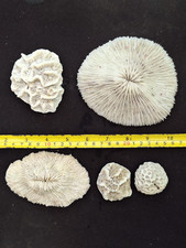 Lot de 5 Coraux, Collection