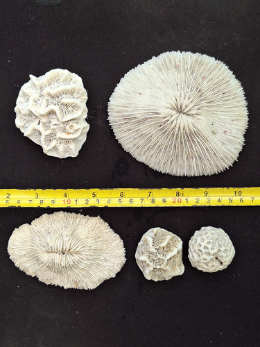 Lot coraux collection - lot, 5