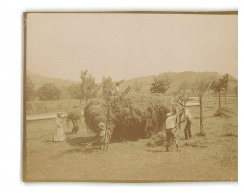 Suisse hay working the - suisse,,