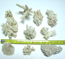 Lot de CORAUX BLANCS - pour