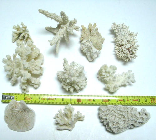 Lot coraux blancs pour - lot,