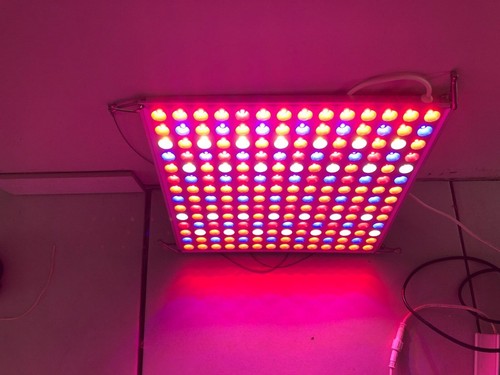 Led panel grow light - led,
