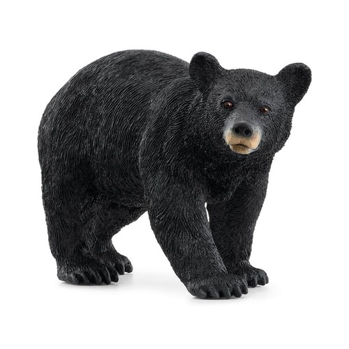American black bear - american,