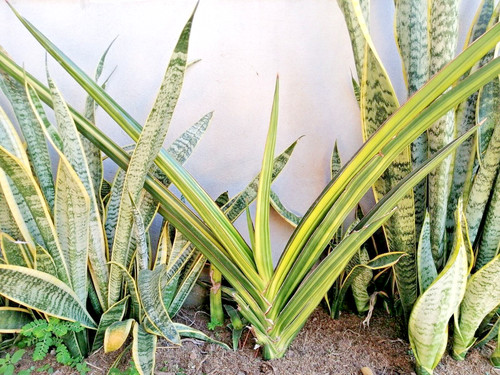 Très rare sansevieria - très, rare*sansevieria