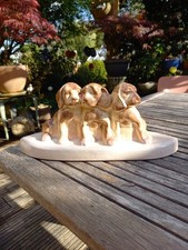 Chiots Craquelé  HALGA France