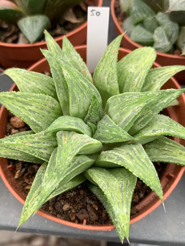 Haworthia hybride cl50 - haworthia,