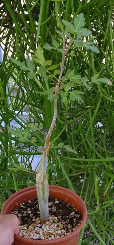 Bursera fagaroides cactus - fagaroides,