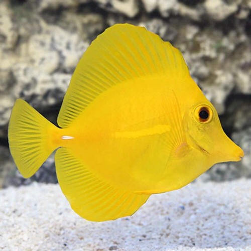 Tang live reef - tang,
