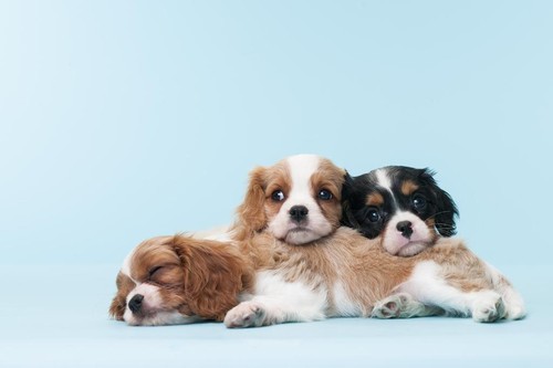 Cavalier king charles spaniel - king,