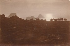 Paysage  chèvres 2 photos technique différente citrate argentique photographie