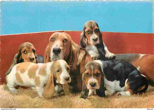 Carte postale animaux - -,