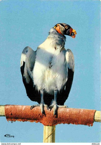 Carte postale animaux - carte,