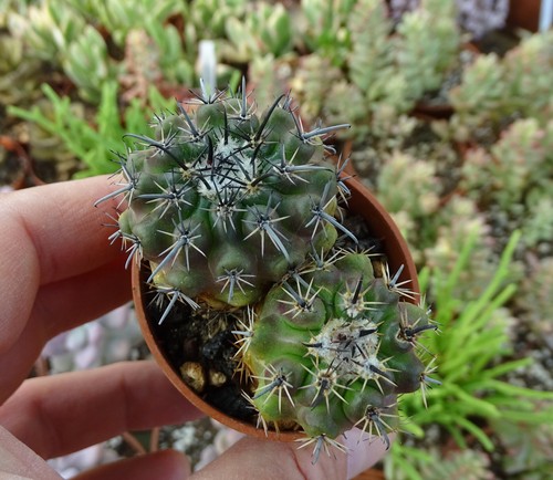 Parodia subterranea fr731 - subterranea,