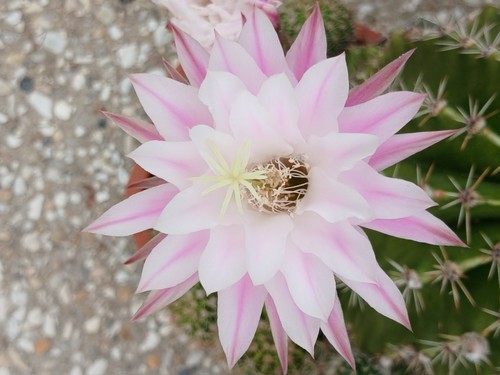 Echinopsis hybrid meteorite - echinopsis, 'meteorite'