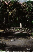 CPA AK ALGER PASSERELLE DU JARDIN D'ESSAI ALGERIA (1435716)