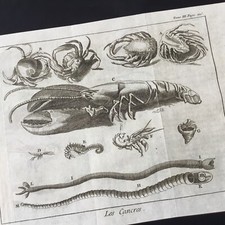 Gravure Homard Araignée Crabe