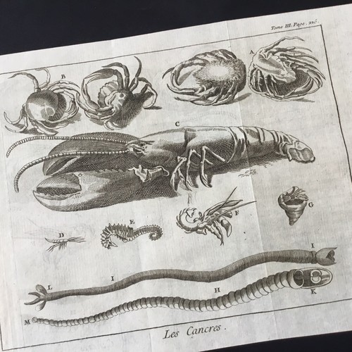 Gravure homard araignée crabe - araignée,