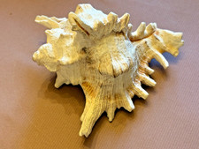 Coquillage de collection :