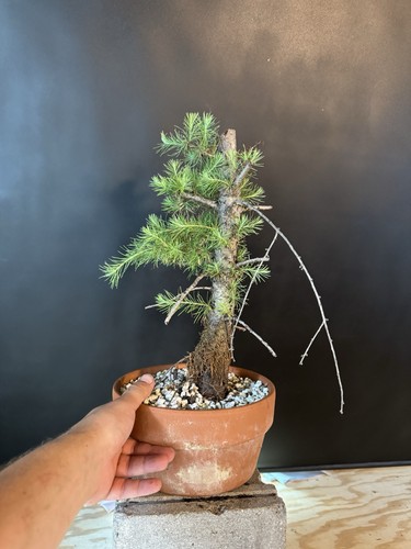 Collected american larch - collected, larch,