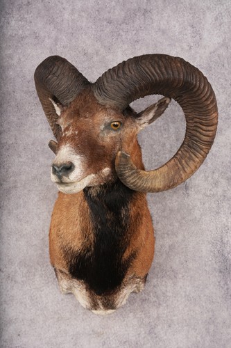 Mouflon sheep sku 3239 - mouflon,