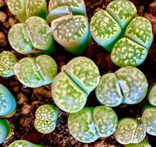 Lithops salicola 'Malachite'