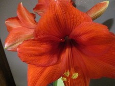 1 Amaryllis bulb Desire  22-30