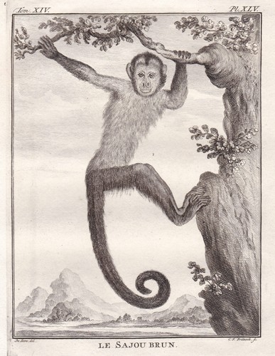 Singe capucin casquette - capucin, À