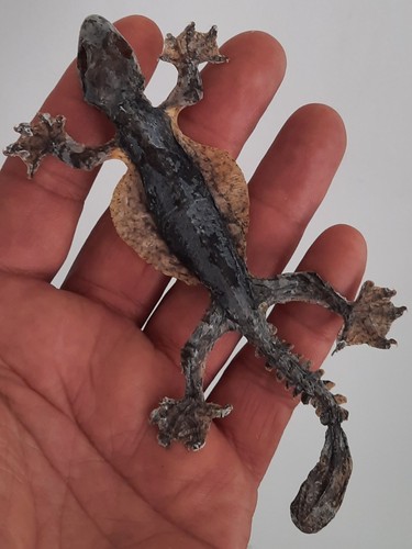 Curiosité taxidermie - curiosité, ,