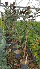 Magnolia grandiflora