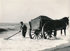 HOLLANDE c. 1950 - Shell collection horse cart Netherlands - DIV8427