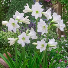 1 White Amaryllis BULBS
