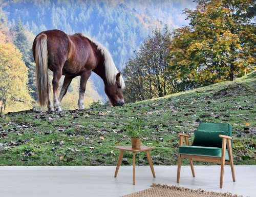 Papier peint cheval - peint,
