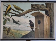 VINTAGE | CARTE MURALE SCOLAIRE OISEAUX DANS LA FORÊT | CARTE MURALE BIRDS FOREST | SCHOOL CHART 