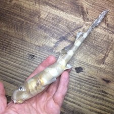 MACHOIRE DE REQUIN DENT