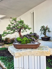 Bonsaï de Genévrier Itoigawa