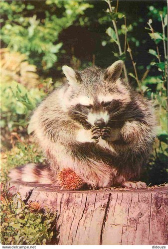 Postcard animals raccoon - raccoon,