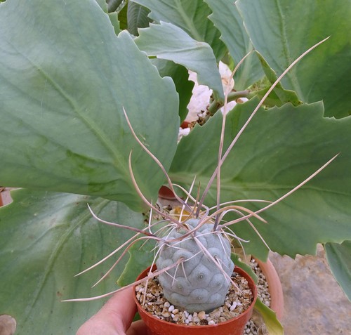 Tephrocactus aoracanthus extra - tephrocactus,