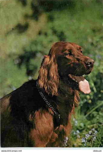 Carte postale animaux - -,