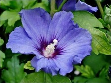 HIBISCUS SYRIACUS VIOLET, 20 GRAINES avec GRATUIT