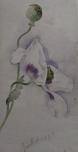 Aquarelle ancienne fleurs fin - aquarelle,