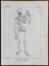 1825 - Squelette humain - Gravure ancienne - Squelettologie & Anatomie