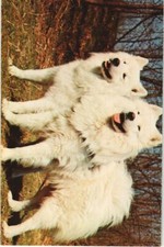 Old postcard AK Samoyede DOG (1178198)