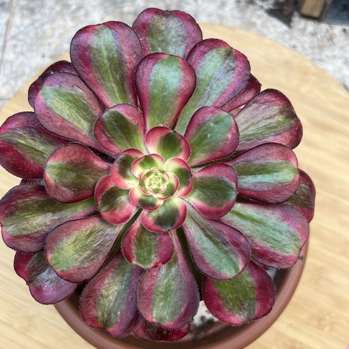 Aeonium lina bouture - ,