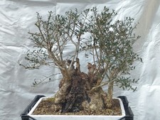 Bonsaï olivier 57 x 60 cm en