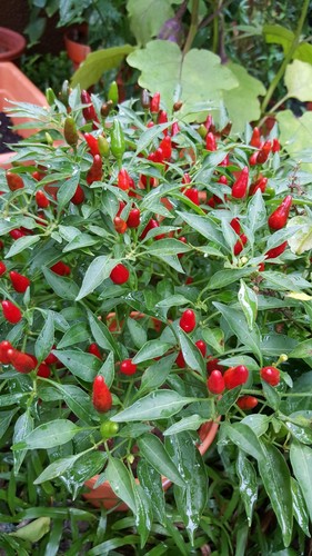 Graines chili tabasco - 30,