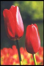 258005 Single Late Tulip