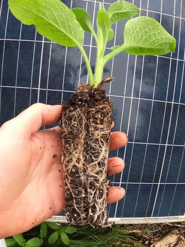 Comfrey live rooted starter - -,
